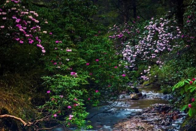 牛油果面包